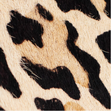 Cowhide lederen focus
